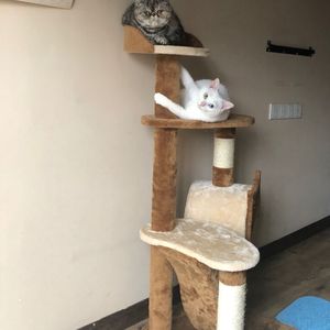 青青草视频官网
